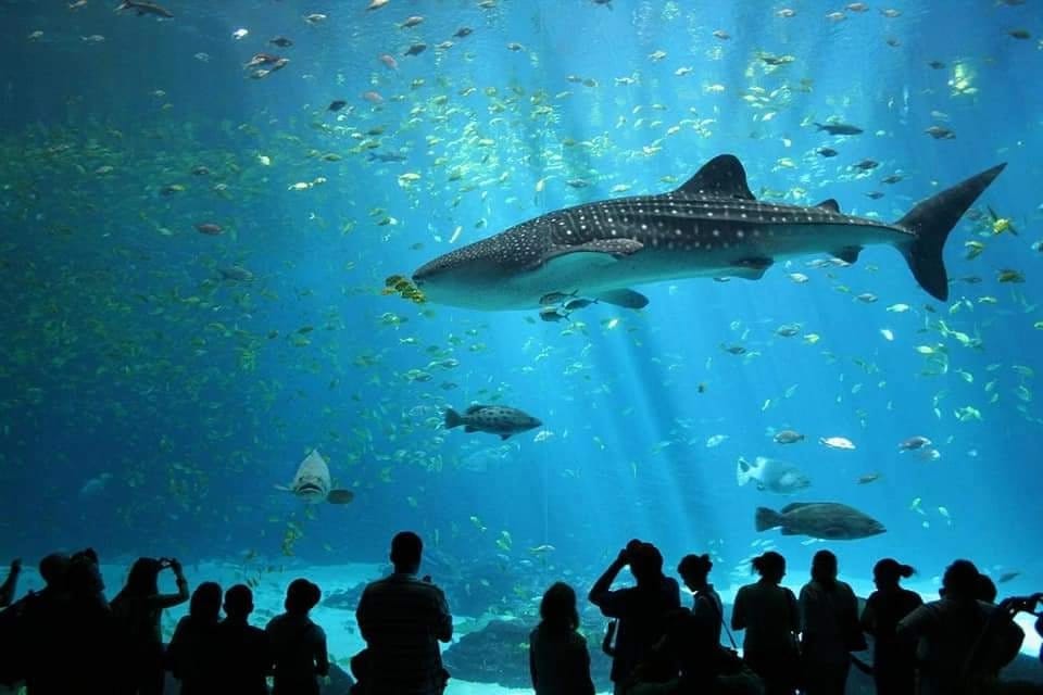 Antalya Aquarium Tour from Kemer