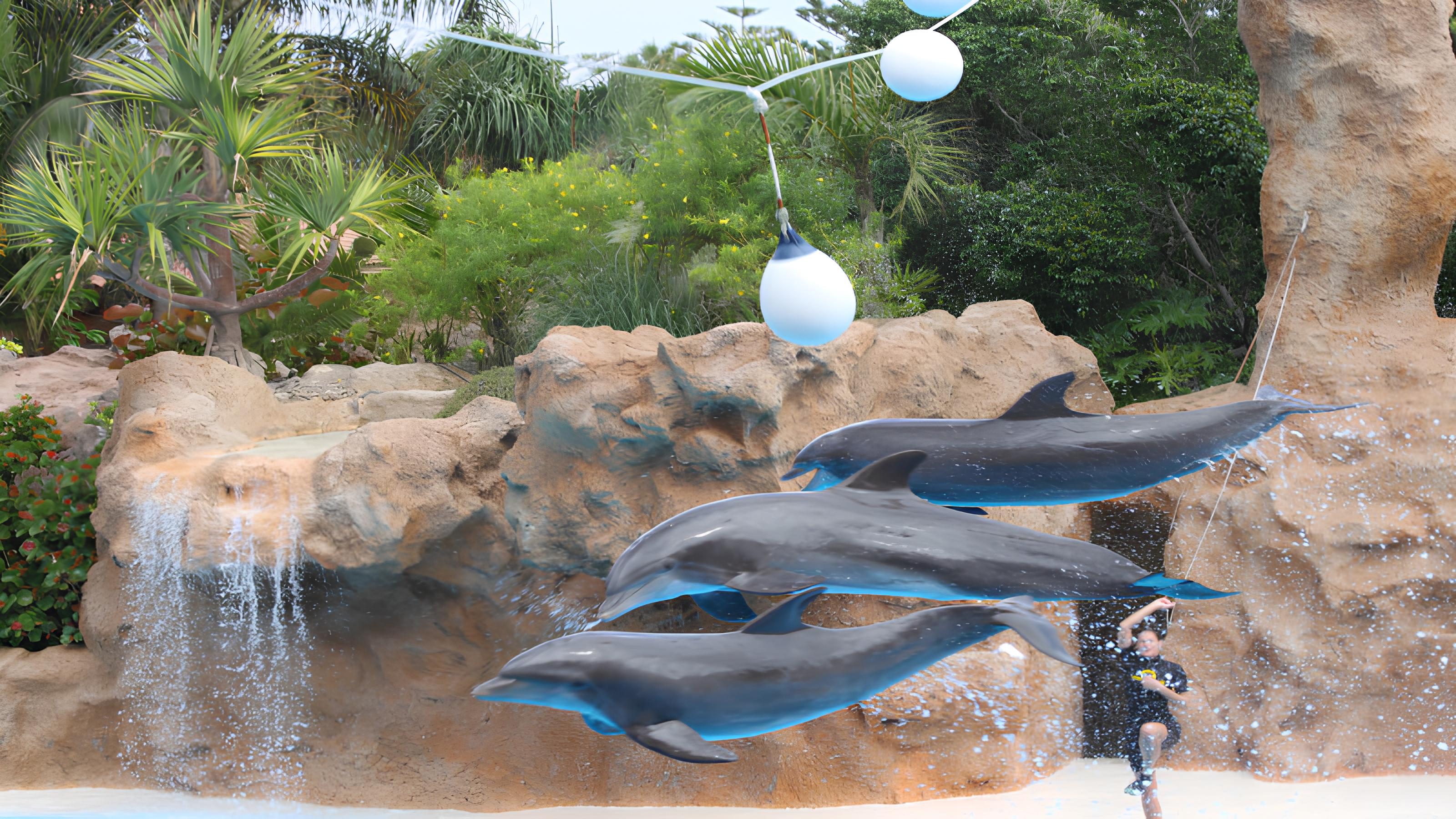 Kemer Dolphin Show